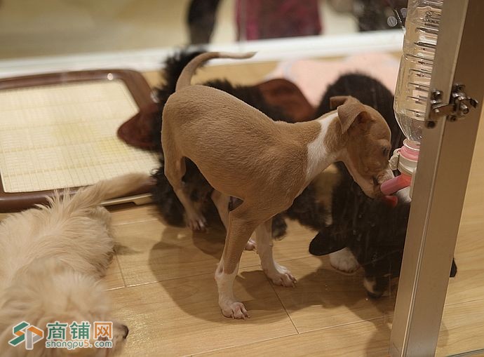 求租福田区50-100㎡宠物店图1