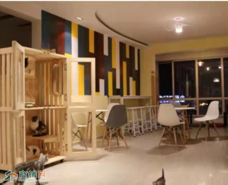 大东区西塔大悦城猫咖宠物店吉兑图2