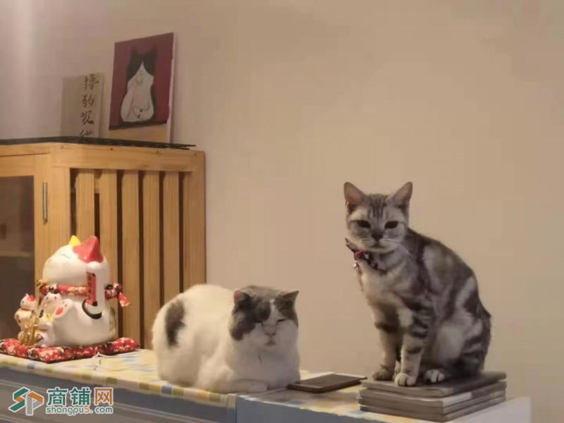 大东区西塔大悦城猫咖宠物店吉兑图3