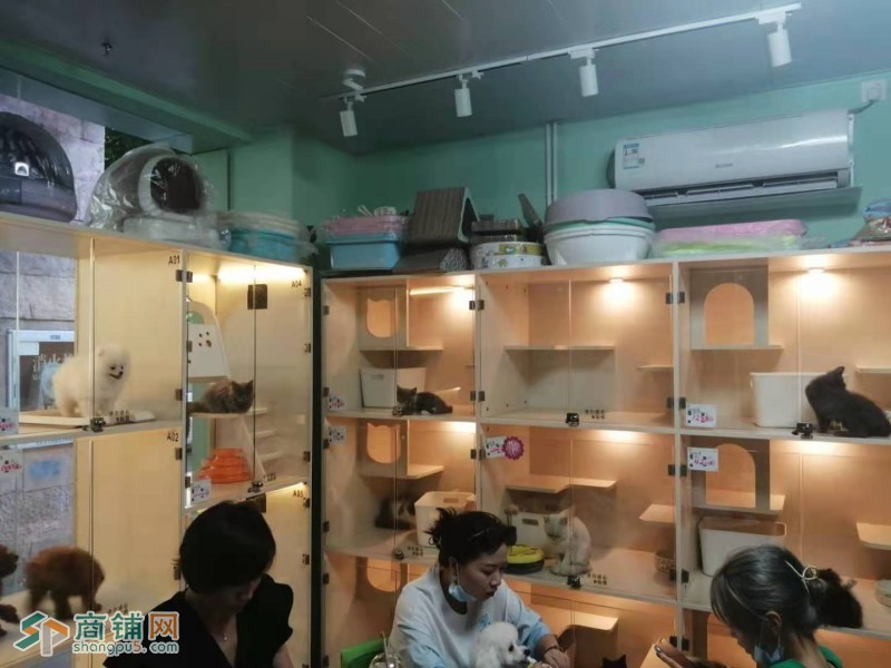 南山区阳光棕榈园宠物店转让W图3