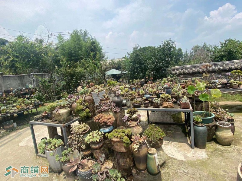 急转 文艺之乡花草店  转让费合理 人流流大图3
