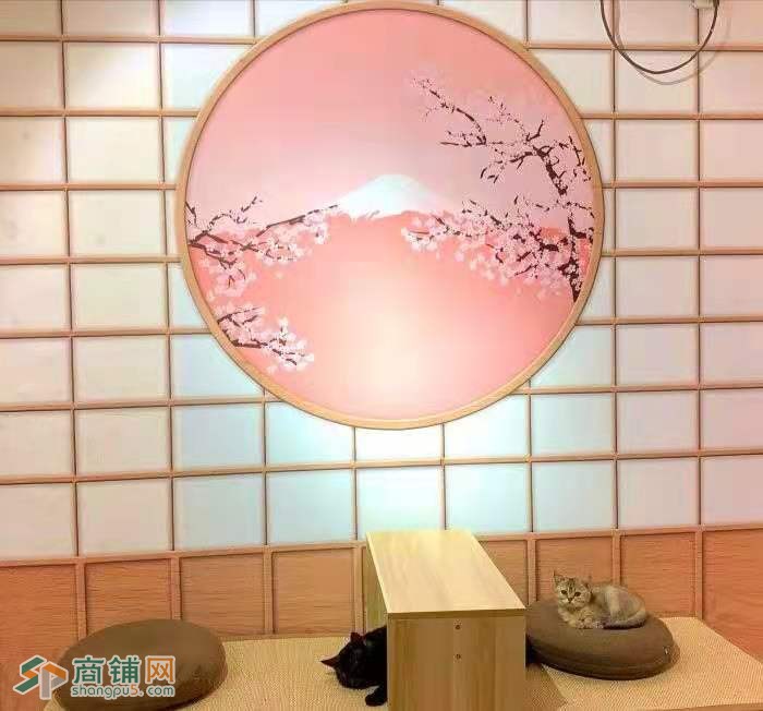 商铺店铺转让猫咖猫吧转让带装修家具猫咪整转可空转图3