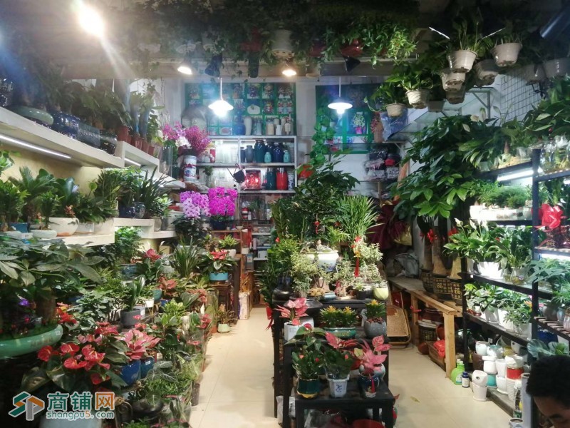 W龙华区龙华公园商业街爱尚鲜花水族店转让W图3