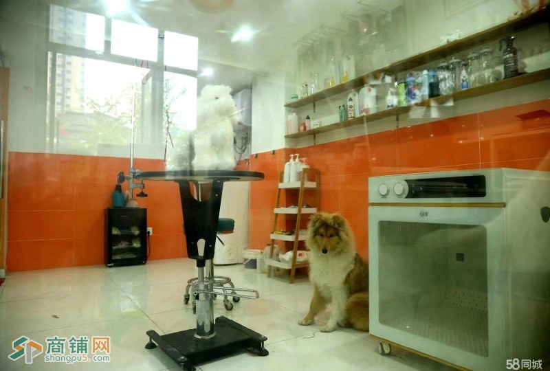 W转让 新装修性价比超高宠物店 中介勿扰图2